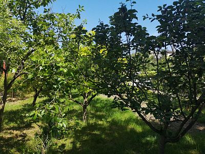 Купить земельный участок г Сочи, село Орел-Изумруд, ул Банановая, д 16 30000000 рублей
