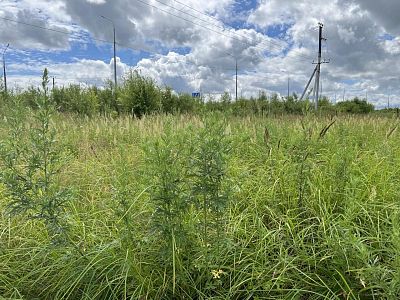 Купить земельный участок Хабаровский край, Хабаровский р-н, село Сосновка 280000 рублей