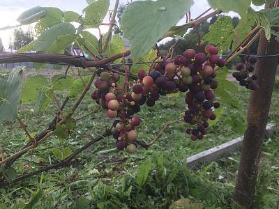 Купить земельный участок городской округ Тюмень, СНТ Фиалка, 2-ая, д. 6 1700000 рублей