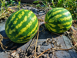 Фото 6